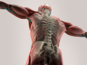 back pain relief
