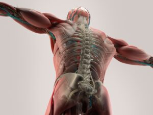 Back Pain Relief What REALLY Works