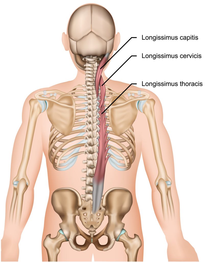 Erector Spinae Anatomy And Function Crush Back Pain